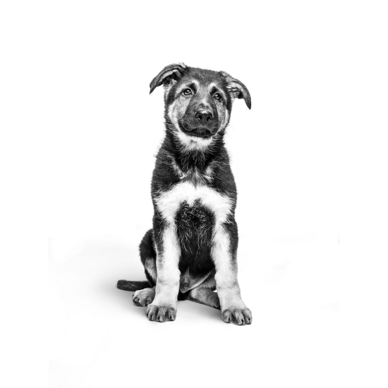 Royal Canin Maxi Puppy (Cachorro de raza grande), 15 kg. Comida para perros al mejor precio