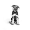 Royal Canin Maxi Puppy (Cachorro de raza grande), 15 kg. Comida para perros al mejor precio