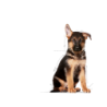Royal Canin Maxi Puppy (Cachorro de raza grande), 15 kg. Comida para perros al mejor precio